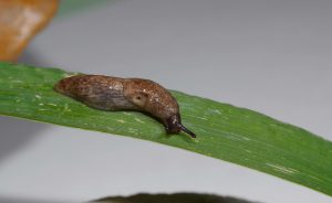 Grey field slug