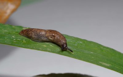 Metaldehyde used for slug control is to be banned.