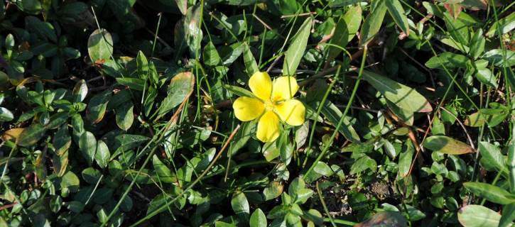 flower and leaves of inavsive plant water primrose